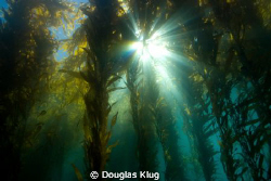 Kelp Cathedral.  A sunburst through the majestic kelp for... by Douglas Klug 